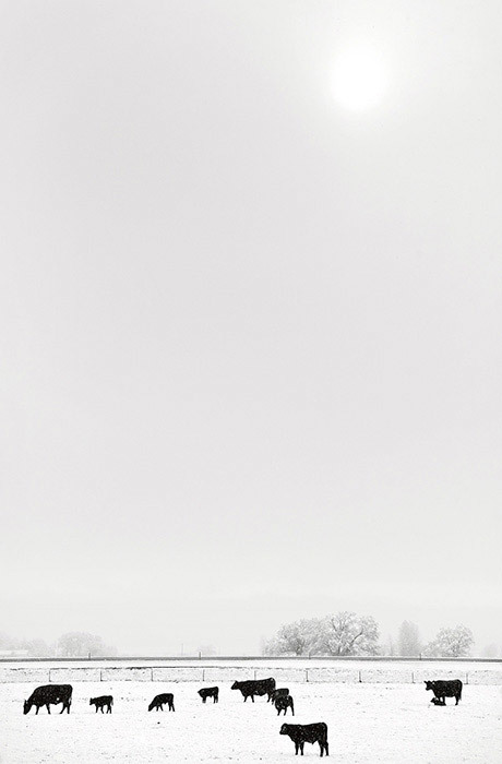 Rich Bergman, Black Angus in Morning Snowfall, Baker Valley, Oregon