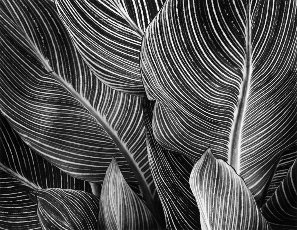 Loren Nelson, Canna Leaves, silver gelatin print