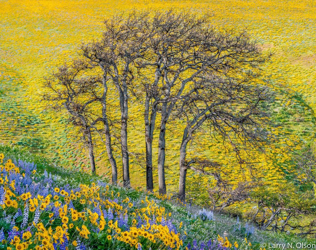 Larry Olson, Oaks, 7 Mile Hill, Columbia River Gorge, OR, archival pigment photograph