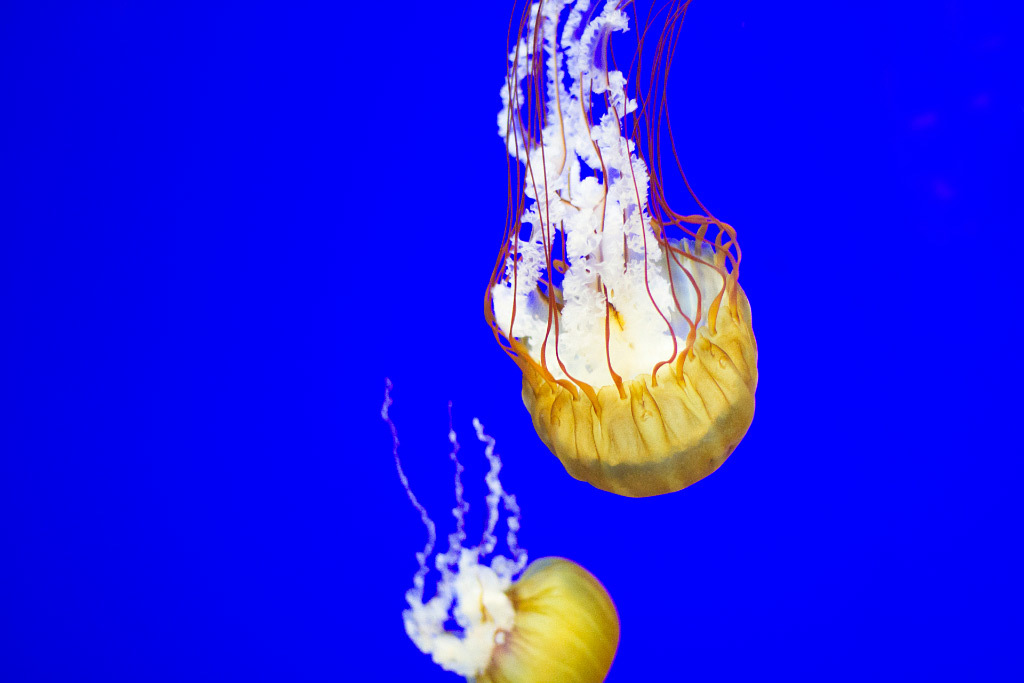 Melissa Lund, Jellyfish Nine, color photo